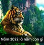 54 Tuổi Là Tuổi Con Gì Năm 2022 Mệnh Gì