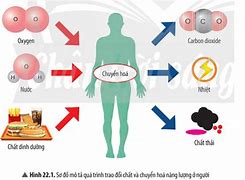 Mất Sinh Chất Là Gì